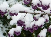 calicarpa bodinieri3